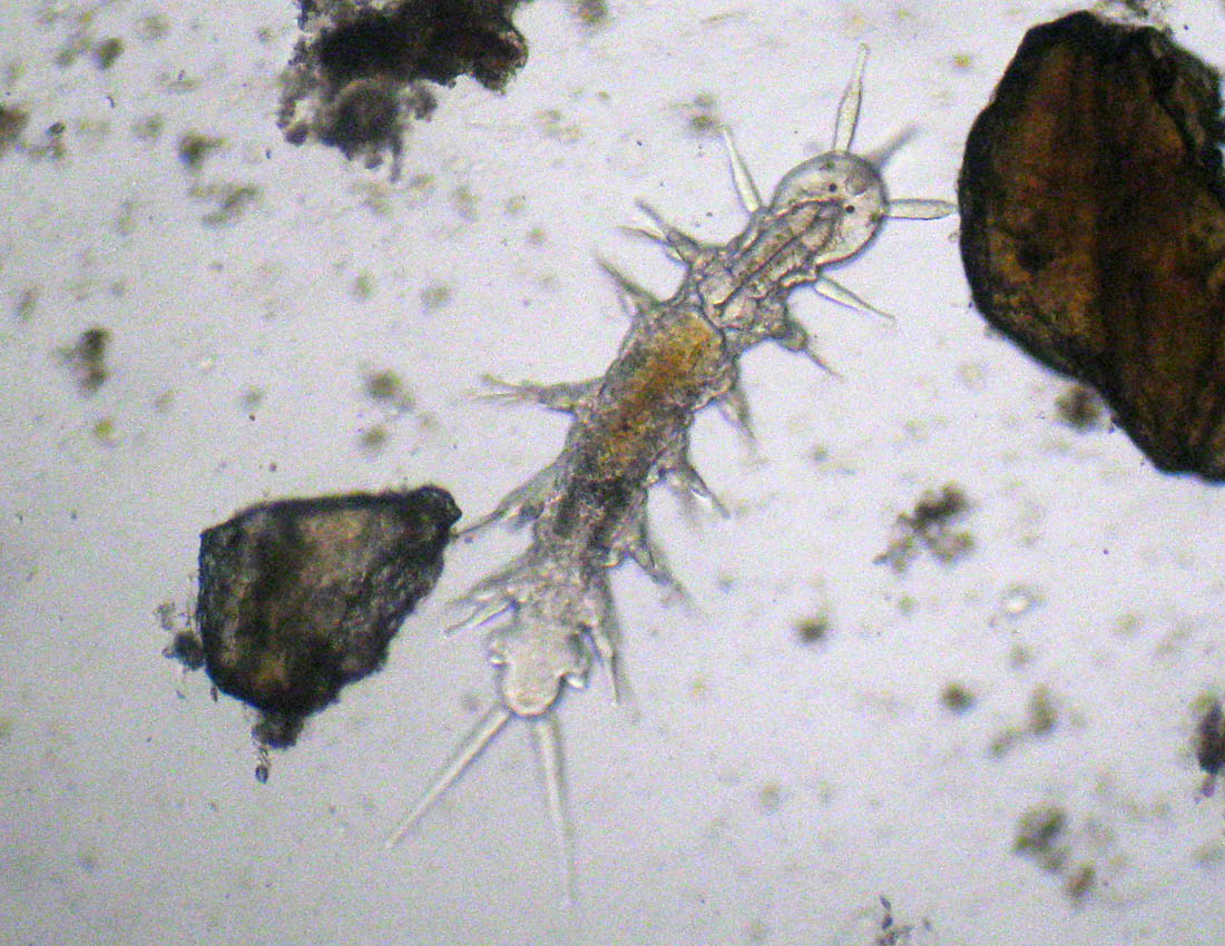 Anellidi policheti quasi microscopici